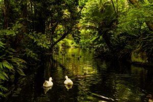 Ducks-2-1 (1024x683)